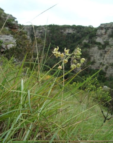 Asclepias praemorsa